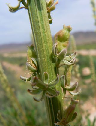 Reseda elata Müller Arg. [7/17]