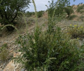 Reseda elata Müller Arg. [8/17]