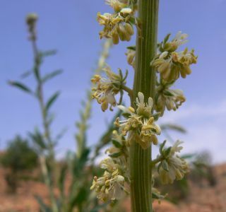 Reseda elata Müller Arg. [10/17]