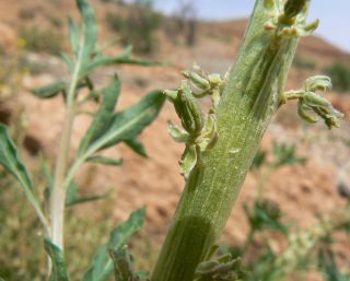 Reseda elata Müller Arg. [11/17]