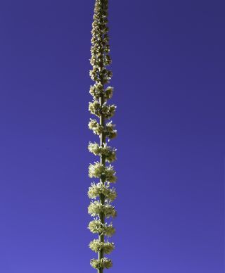 Reseda elata Müller Arg. [15/17]