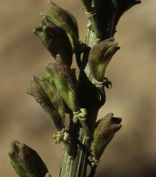 Reseda elata Müller Arg. [17/17]