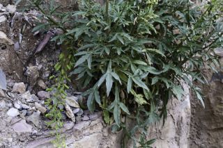 Reseda lutea L. subsp. lutea [3/15]