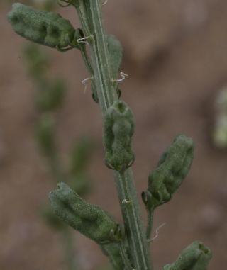 Reseda lutea subsp. neglecta (Müll. Arg.) Ball [6/8]