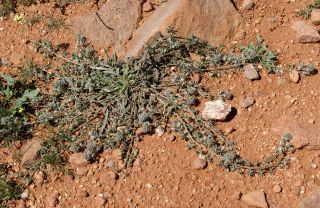 Reseda phyteuma L.  subsp. phyteuma [1/6]