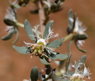 Reseda phyteuma L.  subsp. phyteuma [2/6]