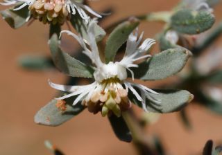 Reseda phyteuma L.  subsp. phyteuma [3/6]