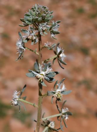 Reseda phyteuma L.  subsp. phyteuma [4/6]