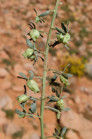 Reseda phyteuma L.  subsp. phyteuma [5/6]