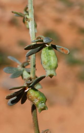 Reseda phyteuma L.  subsp. phyteuma [6/6]