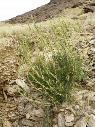 Reseda villosa var. glabrescens Maire [1/5]