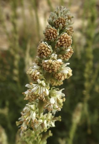 Reseda villosa var. glabrescens Maire [2/5]