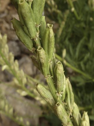 Reseda villosa var. glabrescens Maire [3/5]