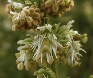 Reseda villosa var. glabrescens Maire [5/5]