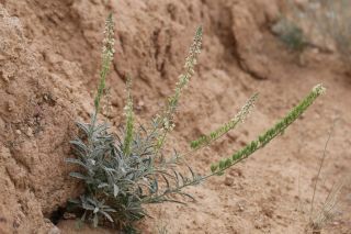 Reseda villosa Coss. [7/11]