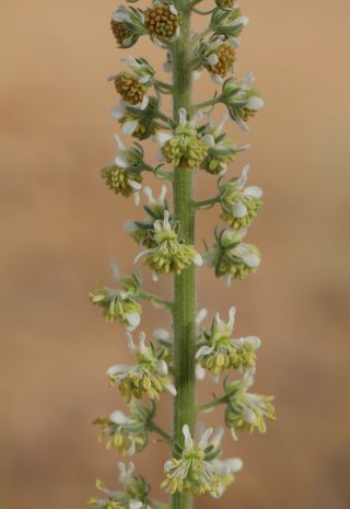 Reseda villosa Coss. [8/11]