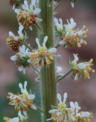 Reseda villosa Coss. [11/11]