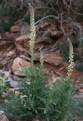 Reseda villosa Coss. [10/11]