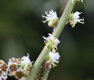 Sesamoides spathulifolia (Boreau) Rothm. [5/9]