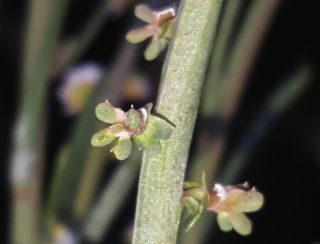 Sesamoides spathulifolia (Boreau) Rothm. [8/9]