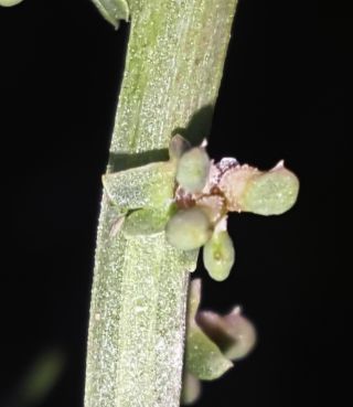 Sesamoides spathulifolia (Boreau) Rothm. [9/9]
