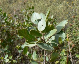 Rhamnus alaternus L. subsp. alaternus [5/14]