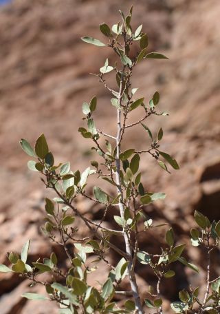 Rhamnus alaternus L. subsp. alaternus [15/15]