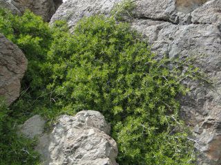 Rhamnus lycioides subsp. atlantica (Murb.) Jahand. & Maire [3/6]