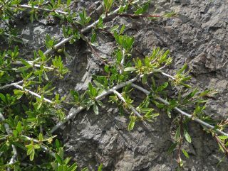 Rhamnus lycioides subsp. atlantica (Murb.) Jahand. & Maire [4/6]