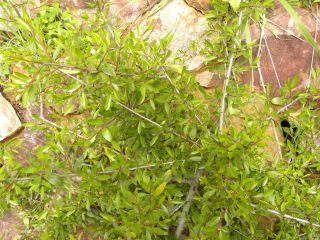 Rhamnus lycioides L. subsp. oleoides (L.) Jahandiez & Maire [8/13]