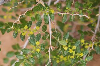 Ziziphus lotus (L.) Lam. subsp. lotus [11/12]