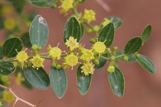 Ziziphus lotus (L.) Lam. subsp. lotus [12/12]