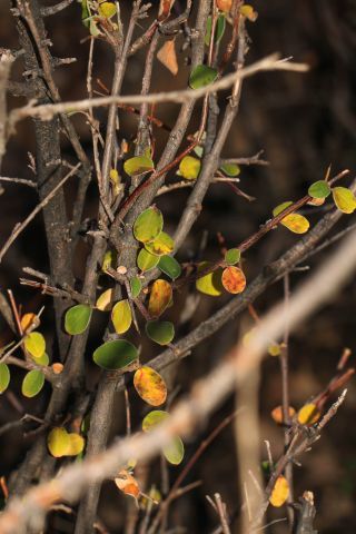 Cotoneaster nummularius Fisch. & C. A. Mey. [1/2]