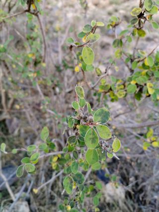 Cotoneaster nummularius Fisch. & C. A. Mey. [2/2]