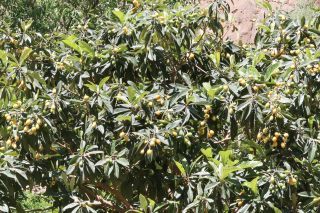 Eriobotrya japonica (Thunb.) Lindl. [1/2]