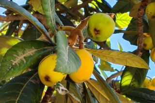 Eriobotrya japonica (Thunb.) Lindl. [2/2]
