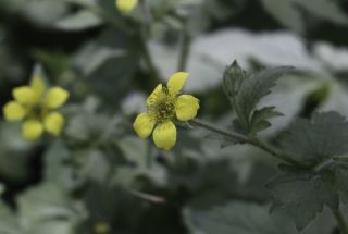 Geum urbanum L. [3/6]