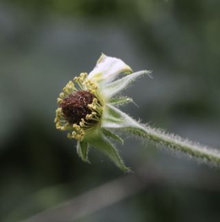 Geum urbanum L. [6/6]