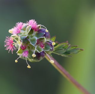 Poterium sanguisorba L. subsp. sanguisorba [3/5]