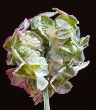 Poterium sanguisorba L. subsp. sanguisorba [4/5]