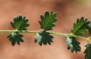 Poterium sanguisorba L. subsp. sanguisorba [2/5]