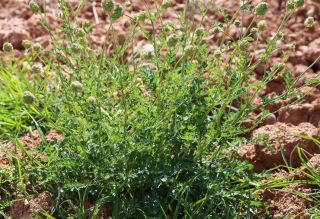 Poterium sanguisorba L. subsp. sanguisorba [1/5]