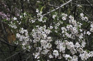 Prunus dulcis (Miller) D. A. Webb [4/5]