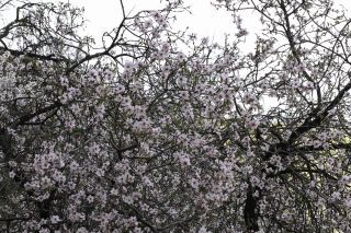 Prunus dulcis (Miller) D. A. Webb [5/5]