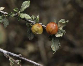 Prunus prostrata Labill. [8/12]