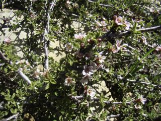 Prunus prostrata Labill. [11/12]
