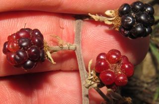 Rubus ulmifolius Schott [3/3]