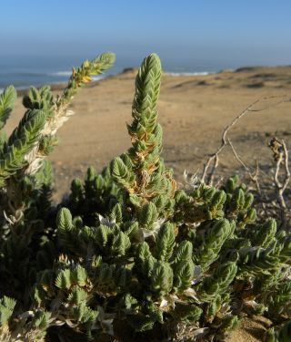 Crucianella maritima L. [2/5]