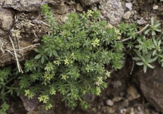 Galium acuminatum Ball [1/7]