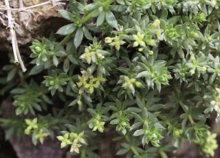 Galium acuminatum Ball [2/7]